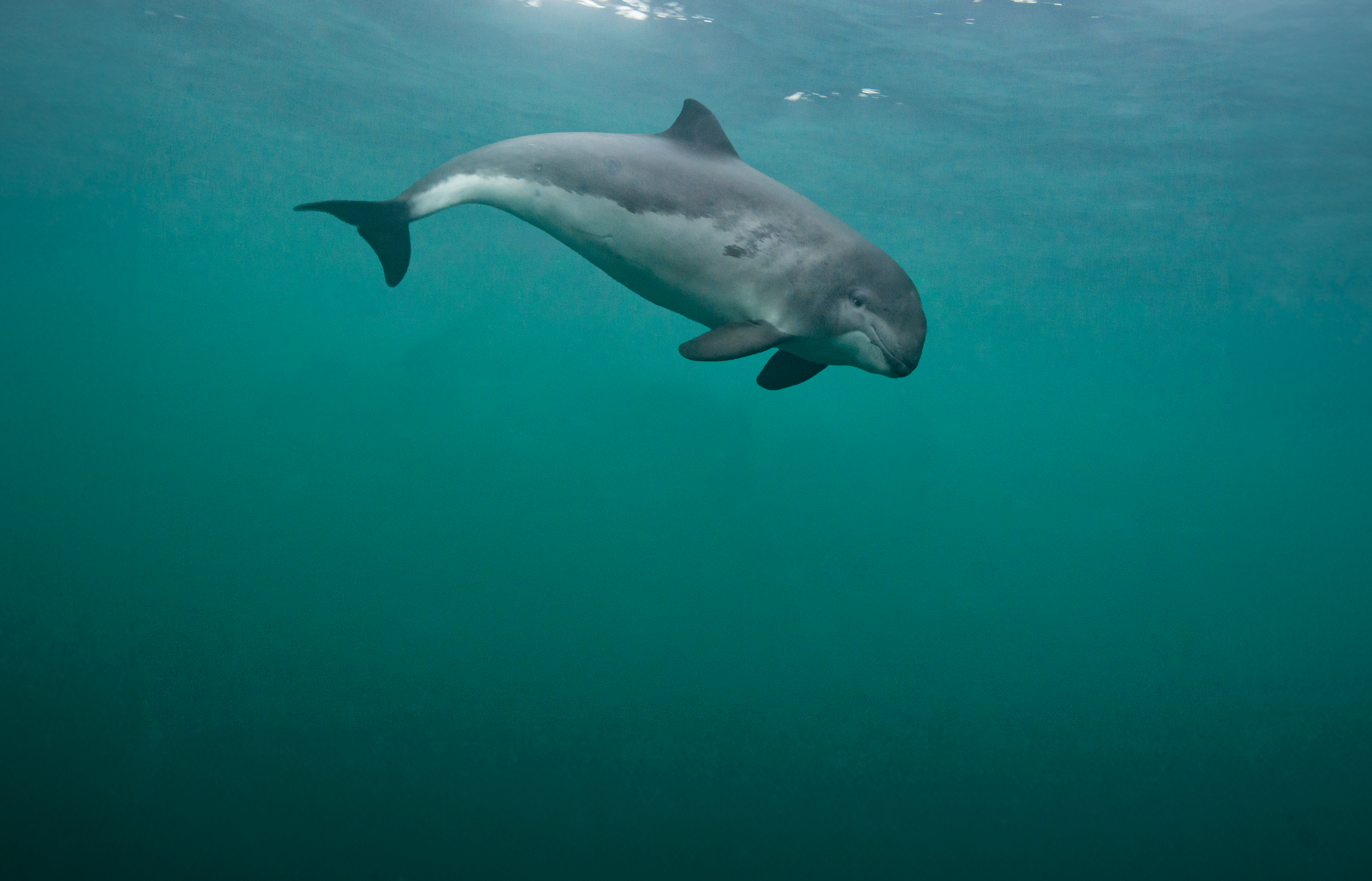 A harbour porpoise swimming underwater