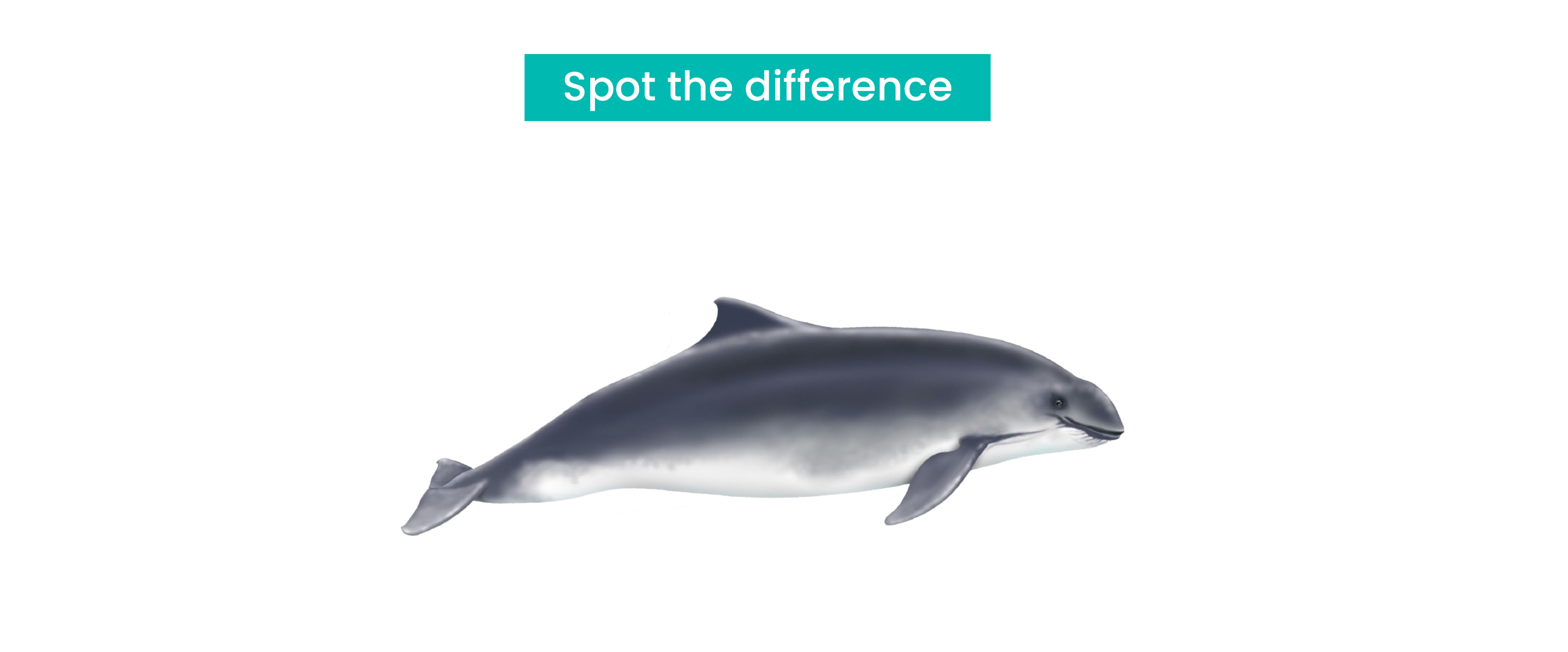 Harbour Porpoise - Preview