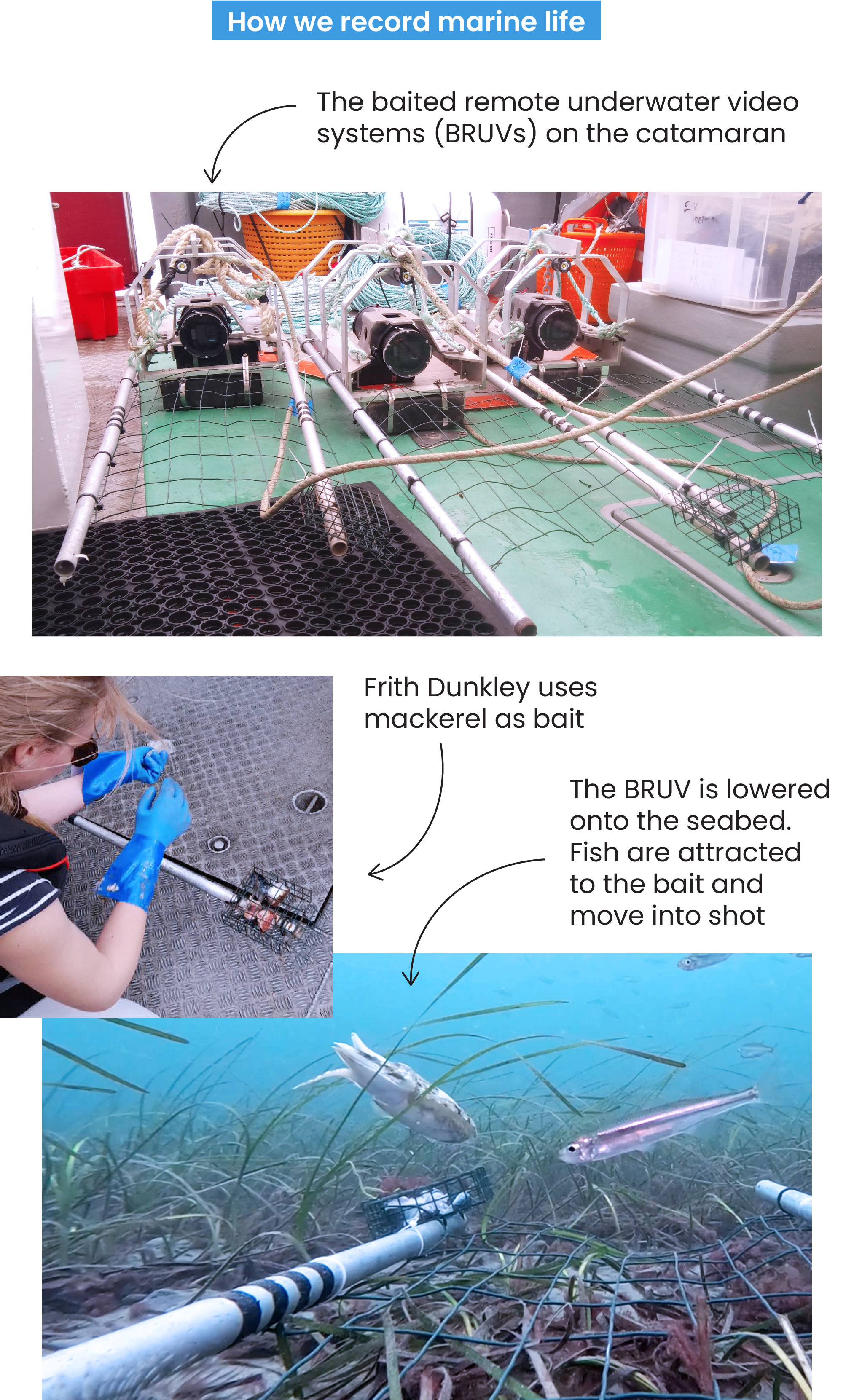 Three pictures showing baited underwater remote video systems on board a catamaran; Frith putting in the bait; still from a video with the camera in place underwater with a cuttlefish and sprats swimming by. 