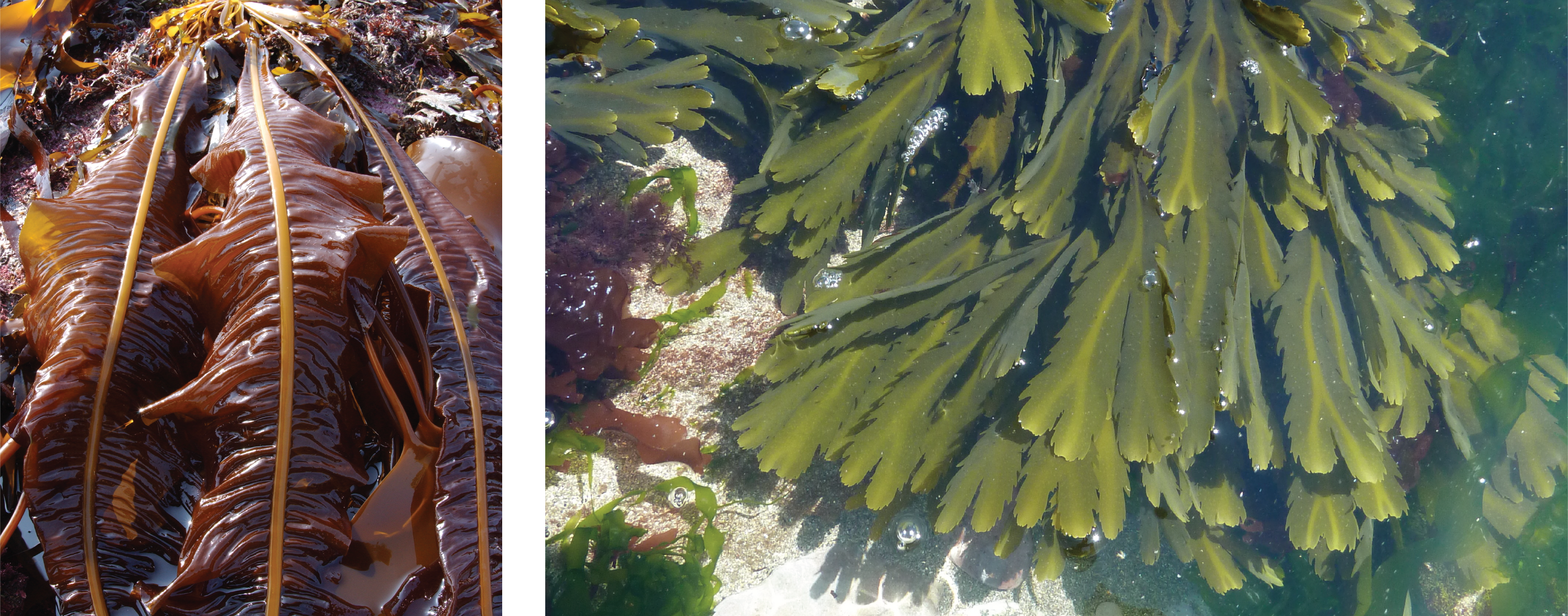 Brown Dabberlocks and green Serrated wrack in the water
