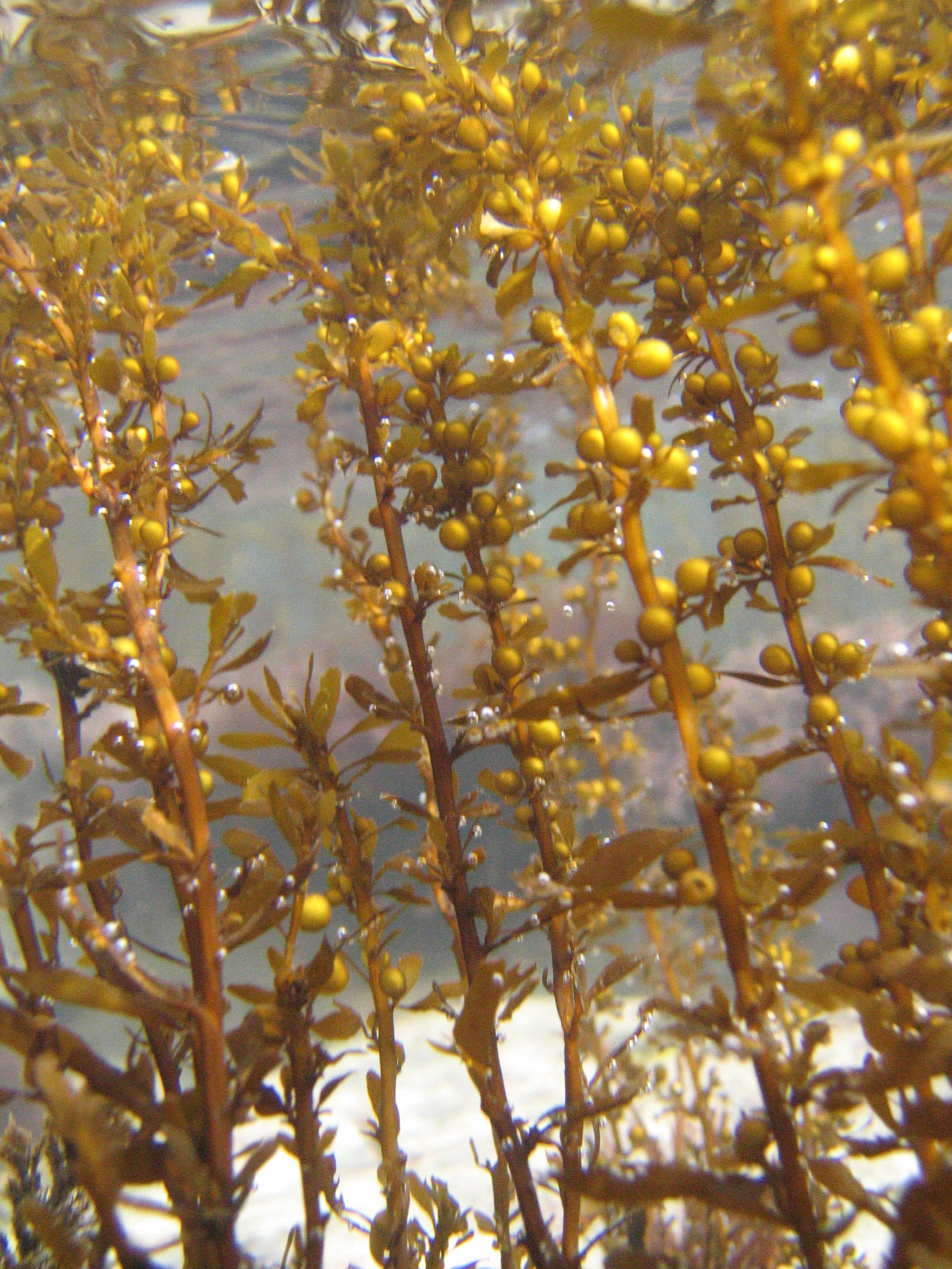 Close up of fronds of green Wireweed