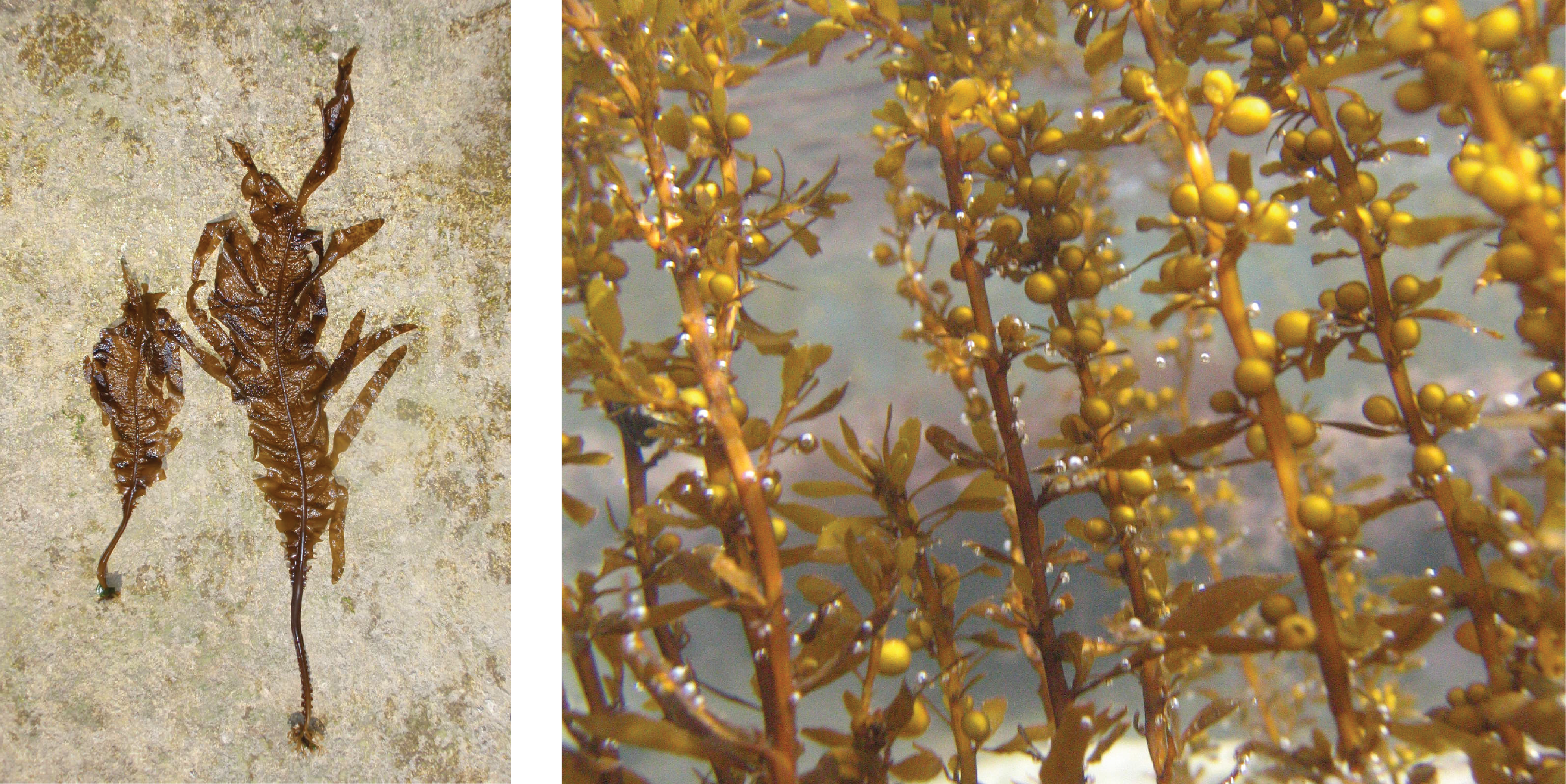 Flattened brown Wakame species and fronds of green Wireweed