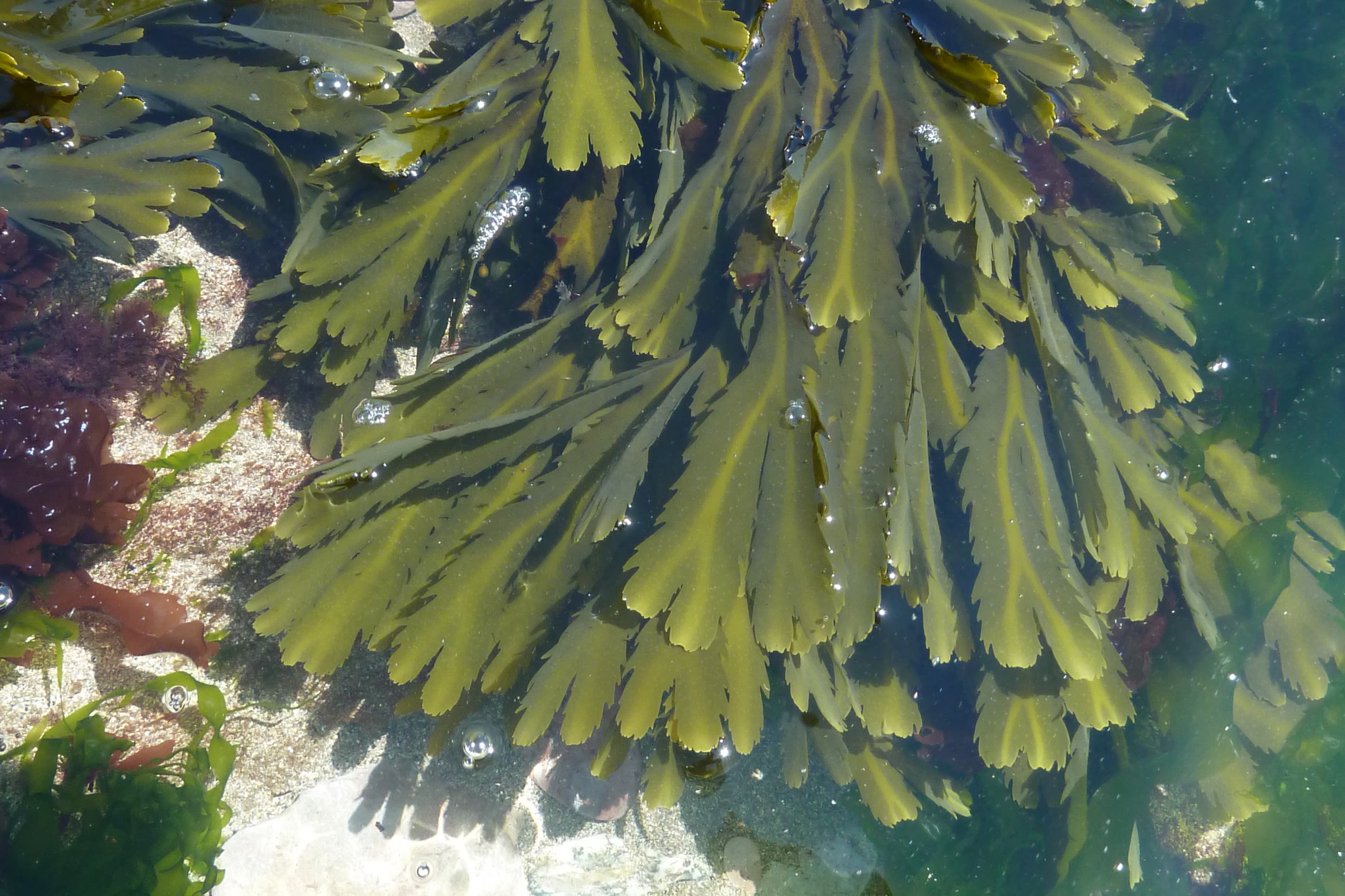 Green Serrated wrack in the water