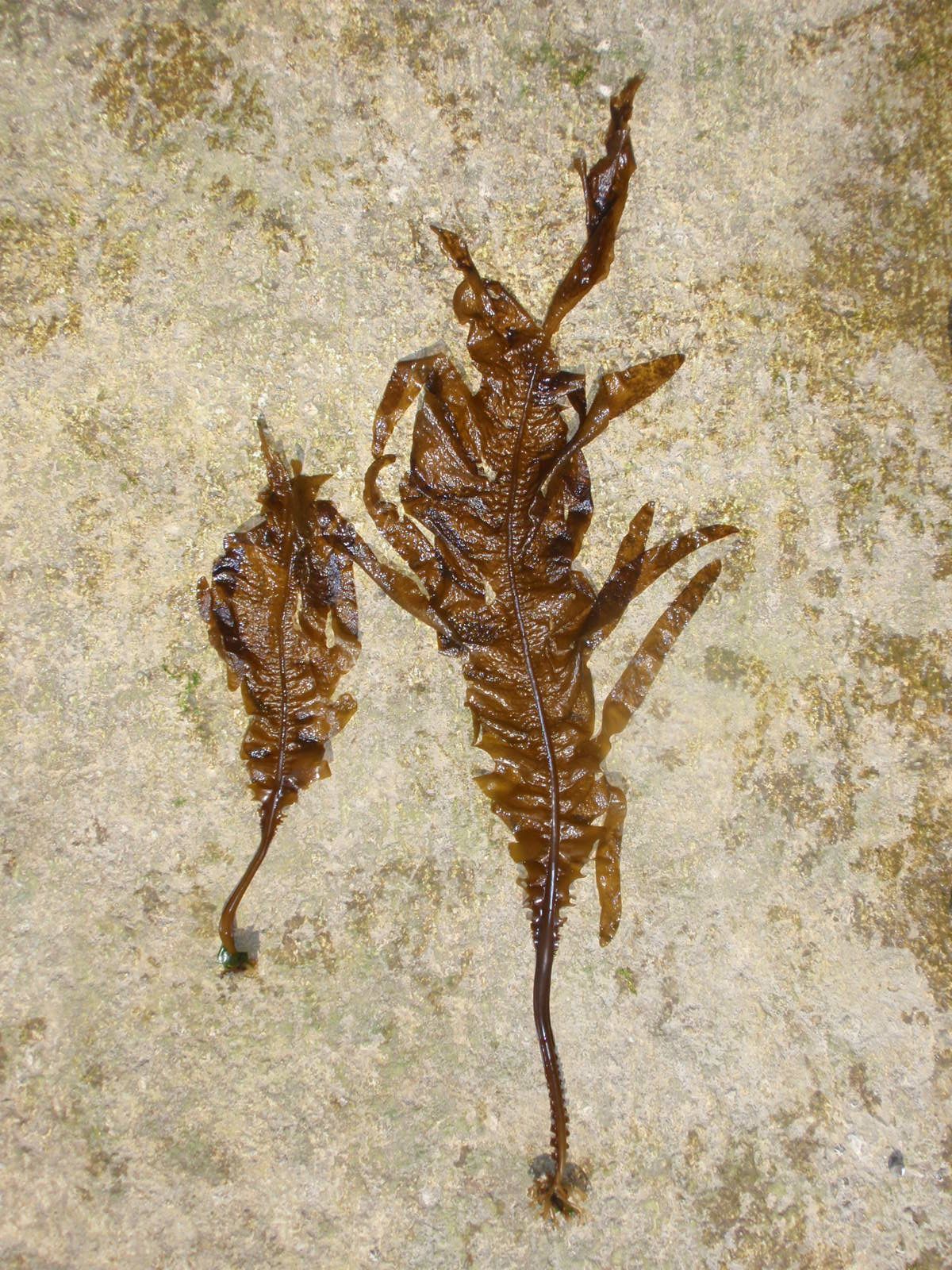 Flattened brown Wakame species