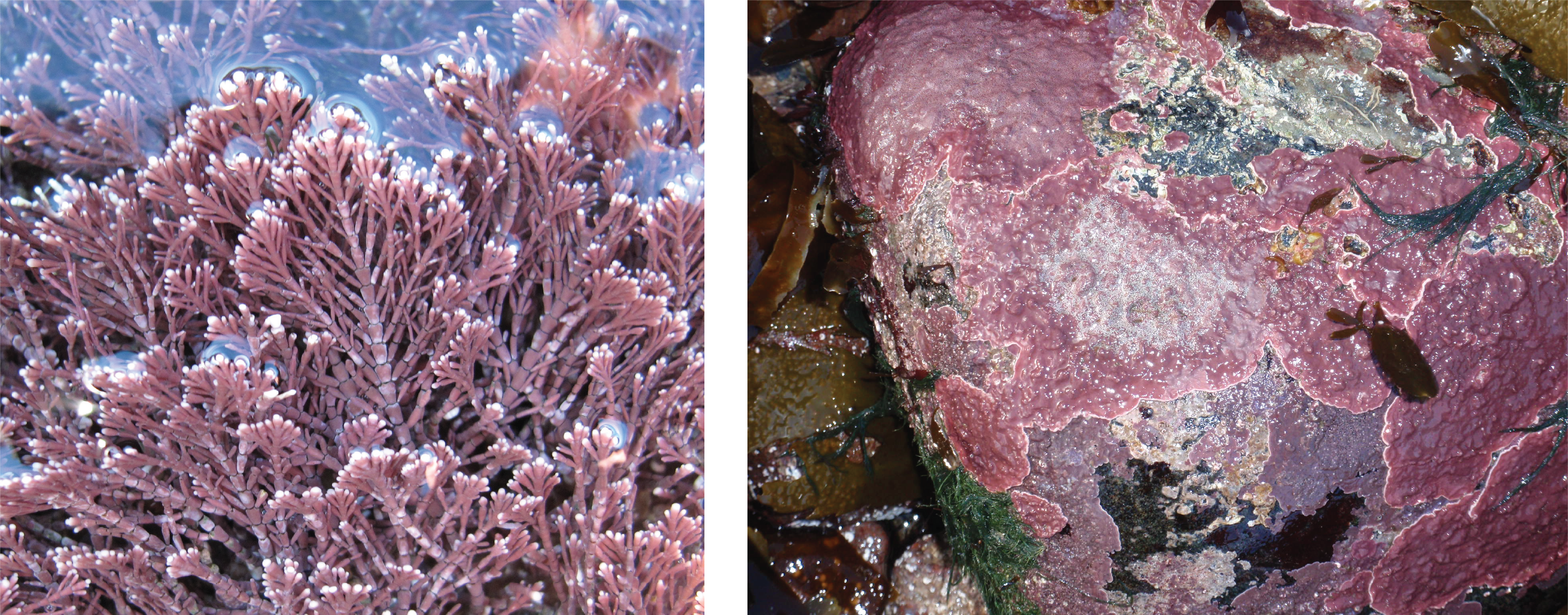 Coral weed in the water and pink Calcified crusts on a rock