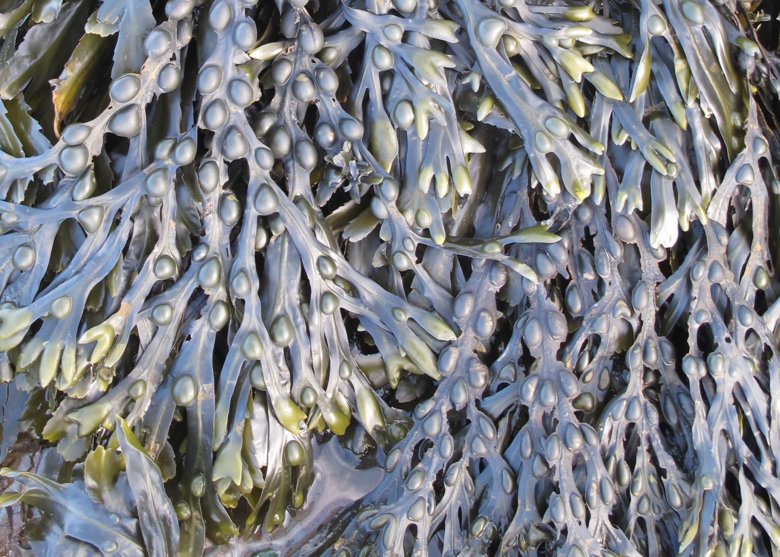 Close up of fronds of Bladder wrack showing paired air bladders, which look like bubbles