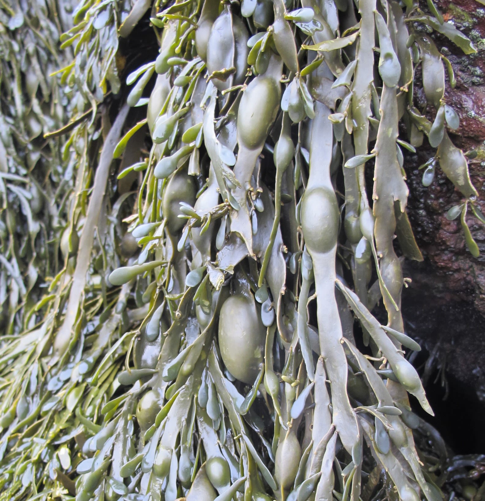 Close up of fronds of green Knotted wrack