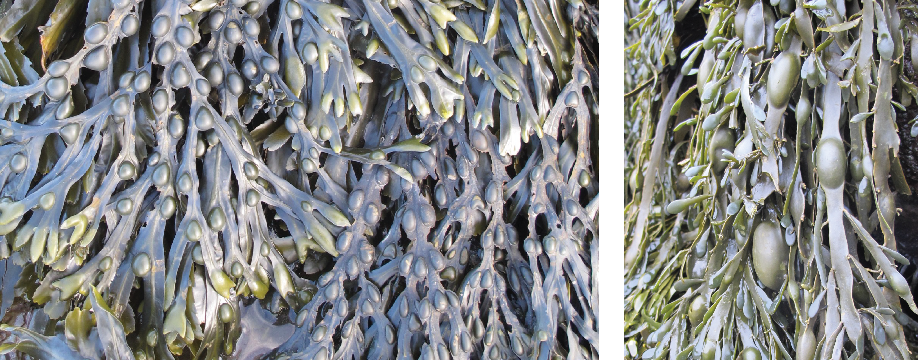 Fronds of Bladder wrack showing paired air bladders, which look like bubbles, and a close up of green Knotted wrack