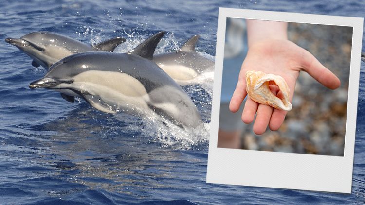 Three dolphins breaching out of the sea and a shell in the palm of a hand