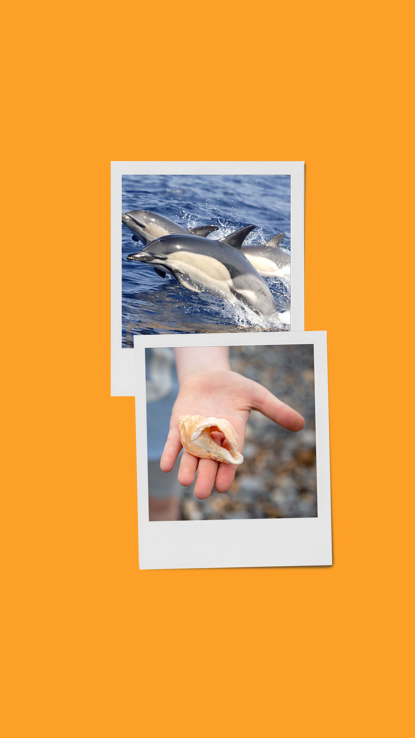 Three dolphins breaching out of the sea and a shell in the palm of a hand