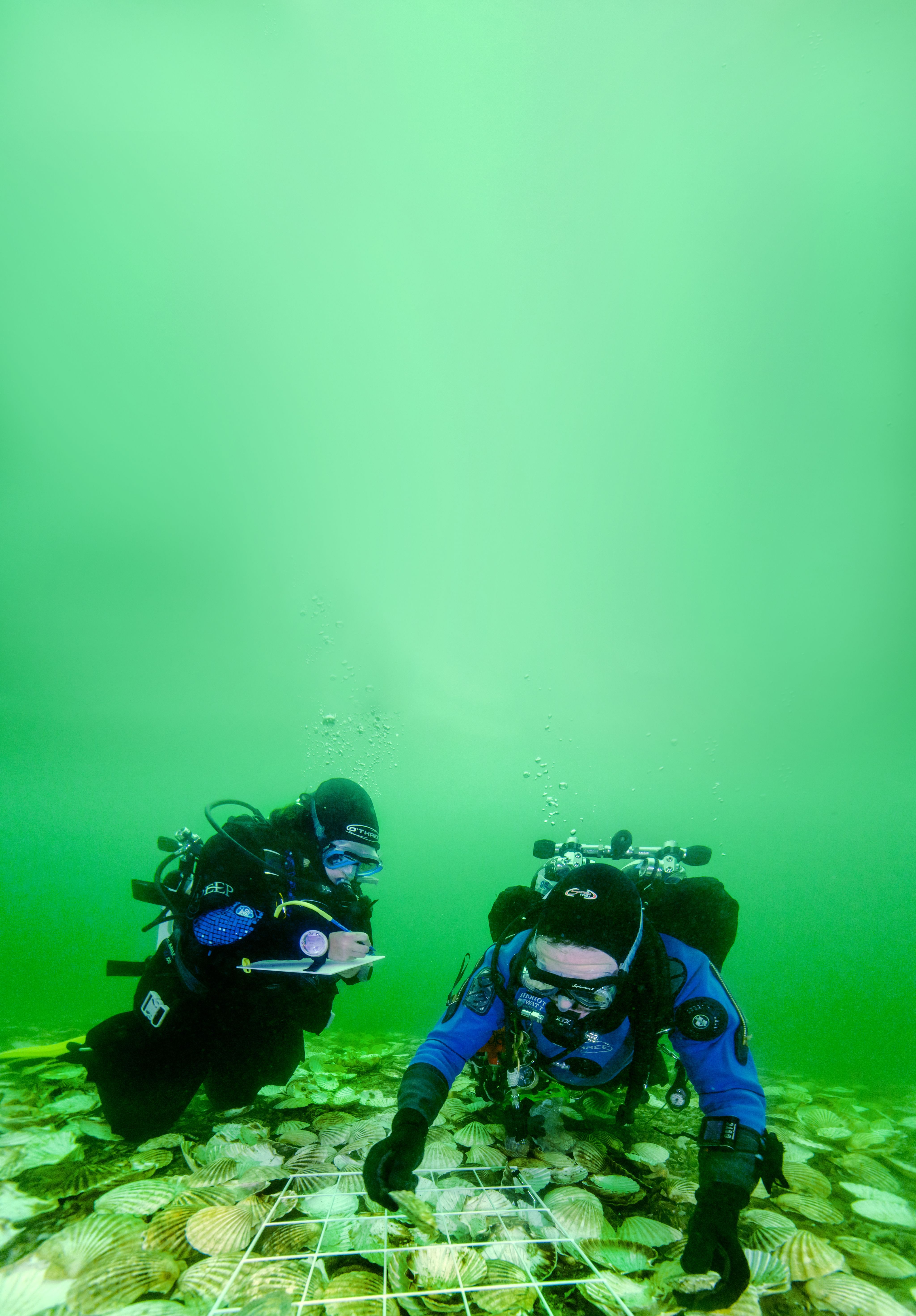 Two divers underwater in the Dornoch Firth, carefully laying native oysters on the sea bed, which has a layer of waste scallop shells