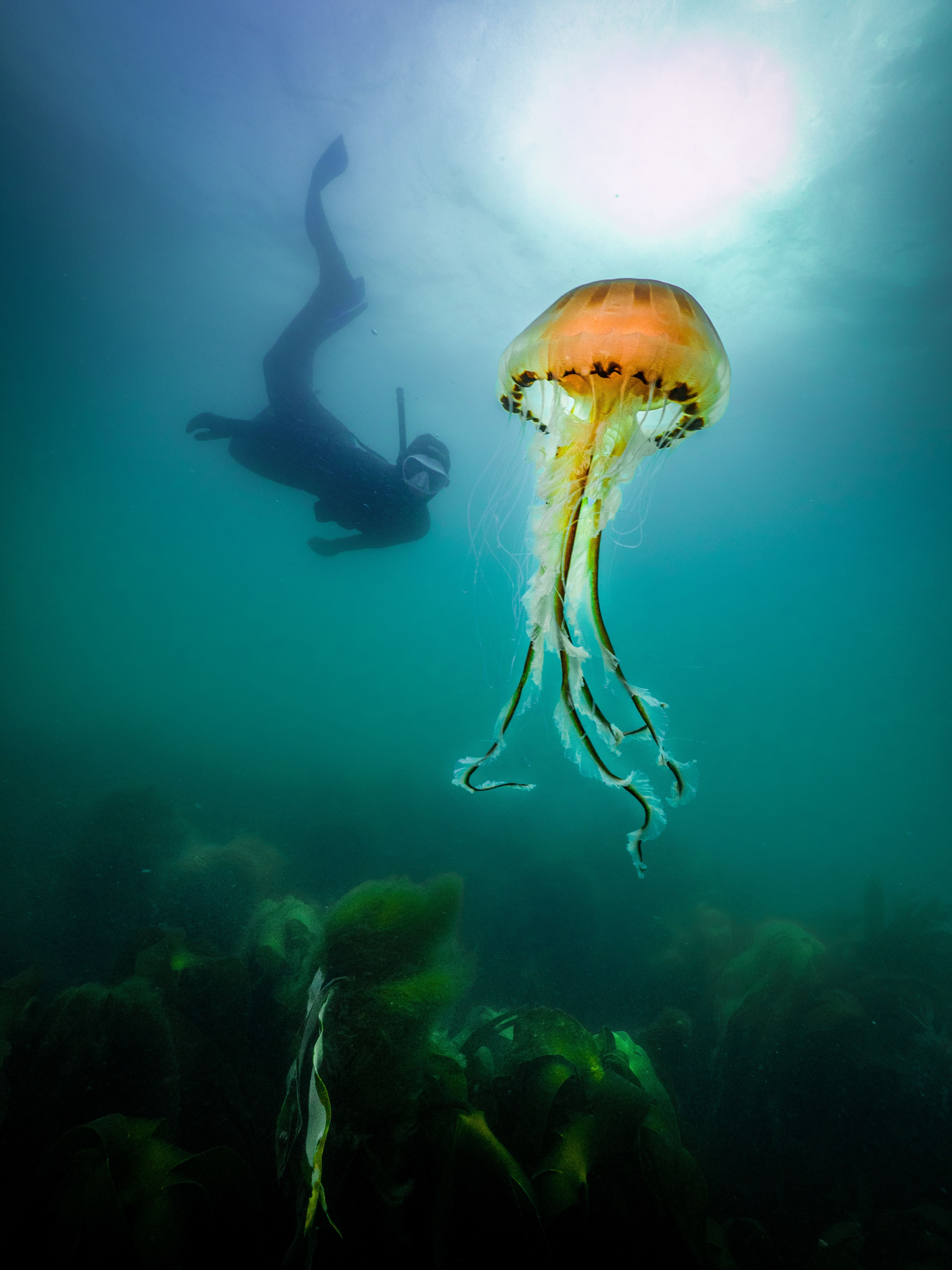 Lizzie Daly diving underwater with a compass jellyfish