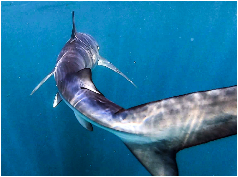 Blue shark in the sea