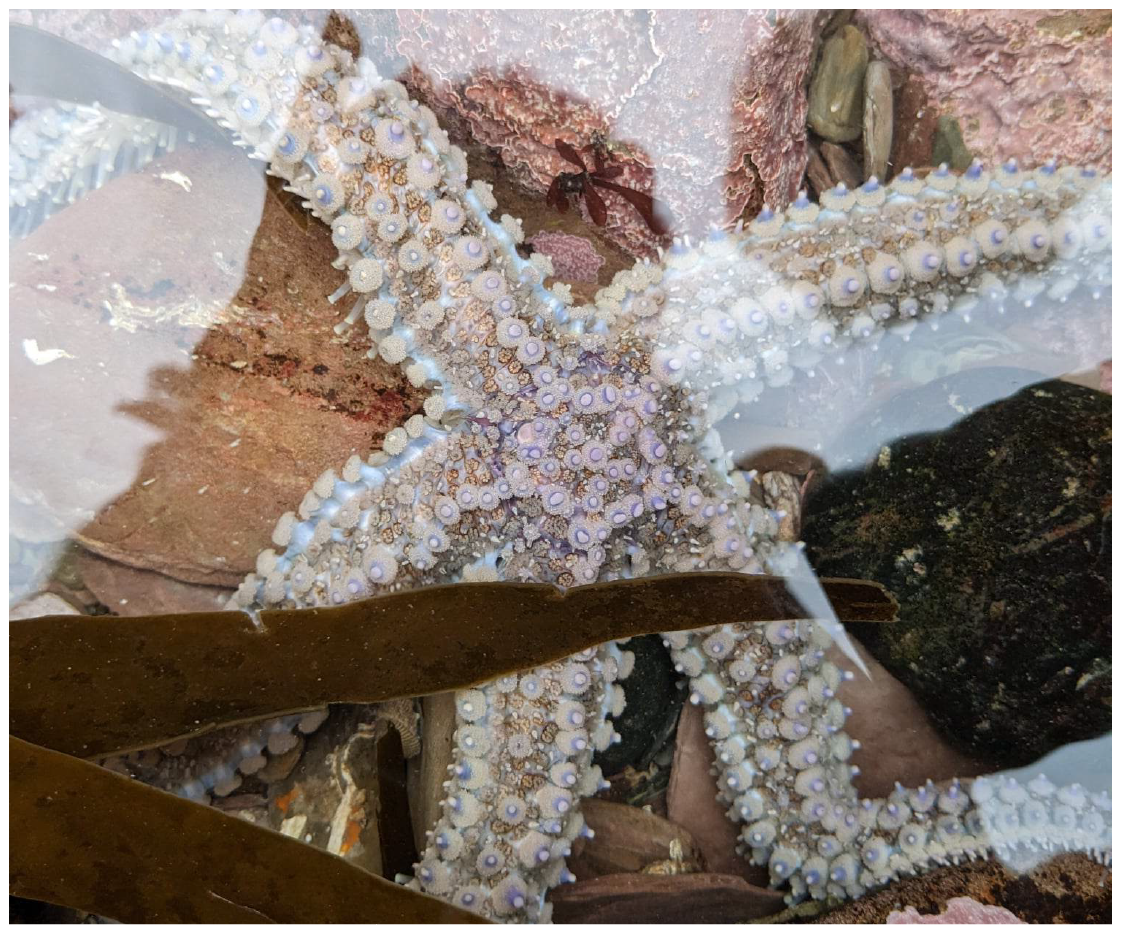 A white spiny starfish in a rockpool