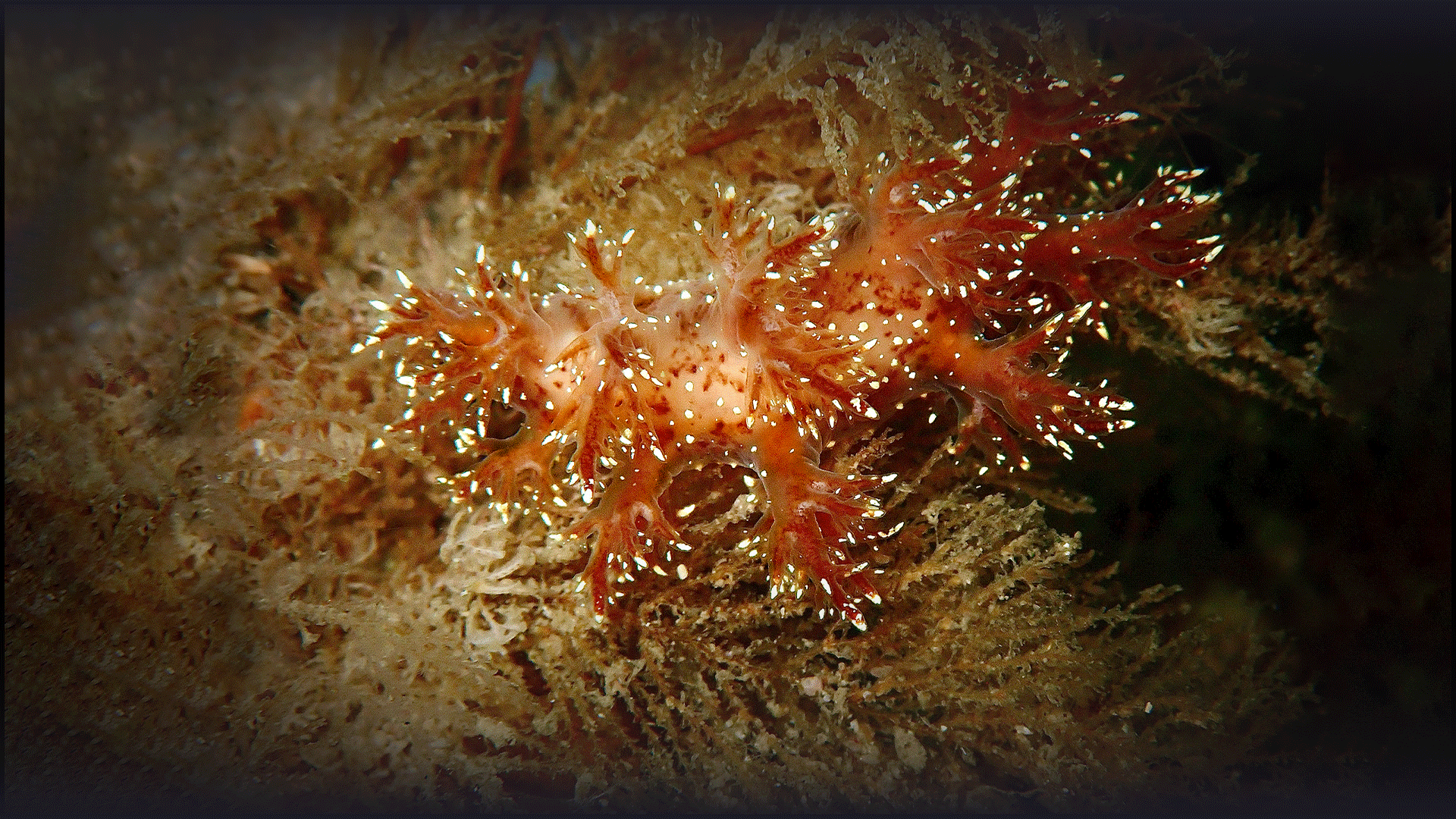 The nudibrach underwater, which Libby discovered