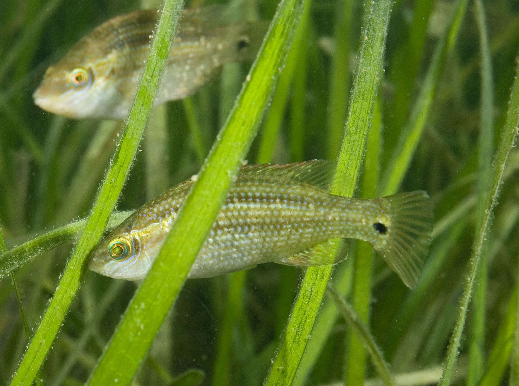 Two juvenile corkwing wrasse among seagrass fronds.
