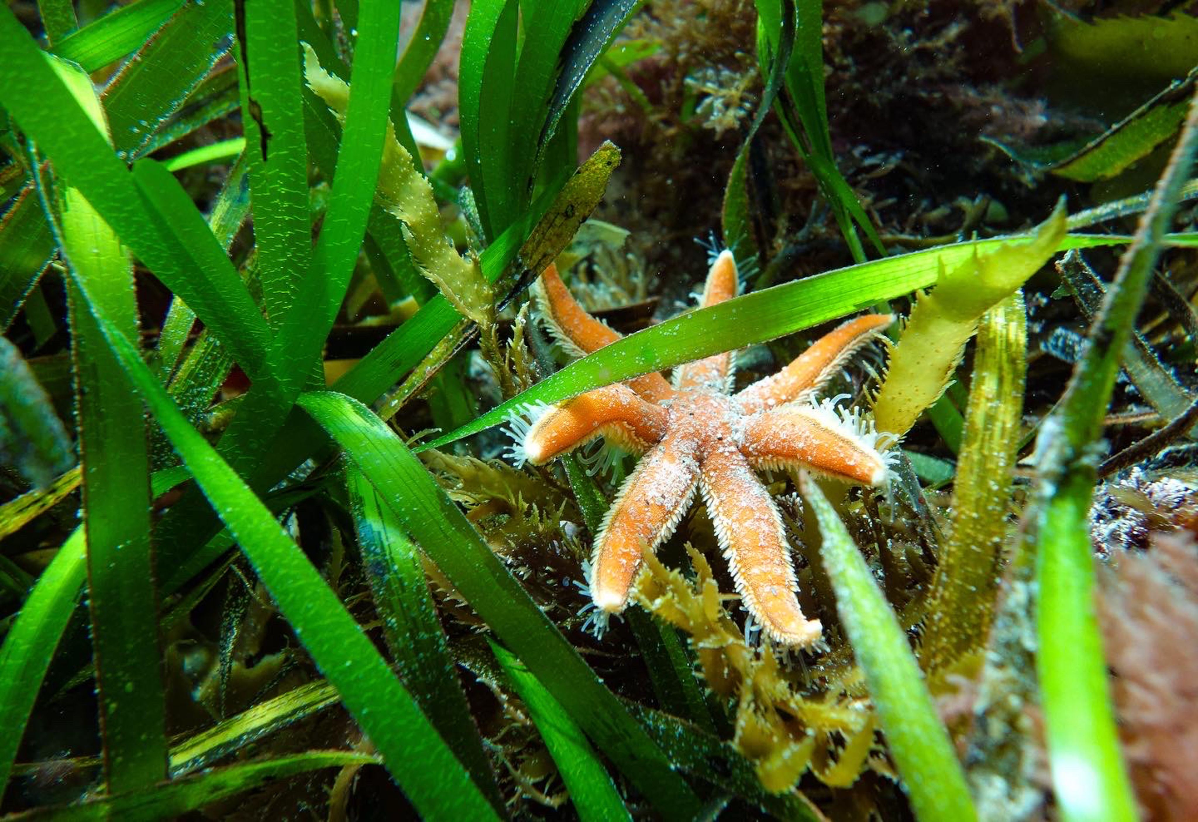 An orange seven-armed starfish nestled in seagrass 