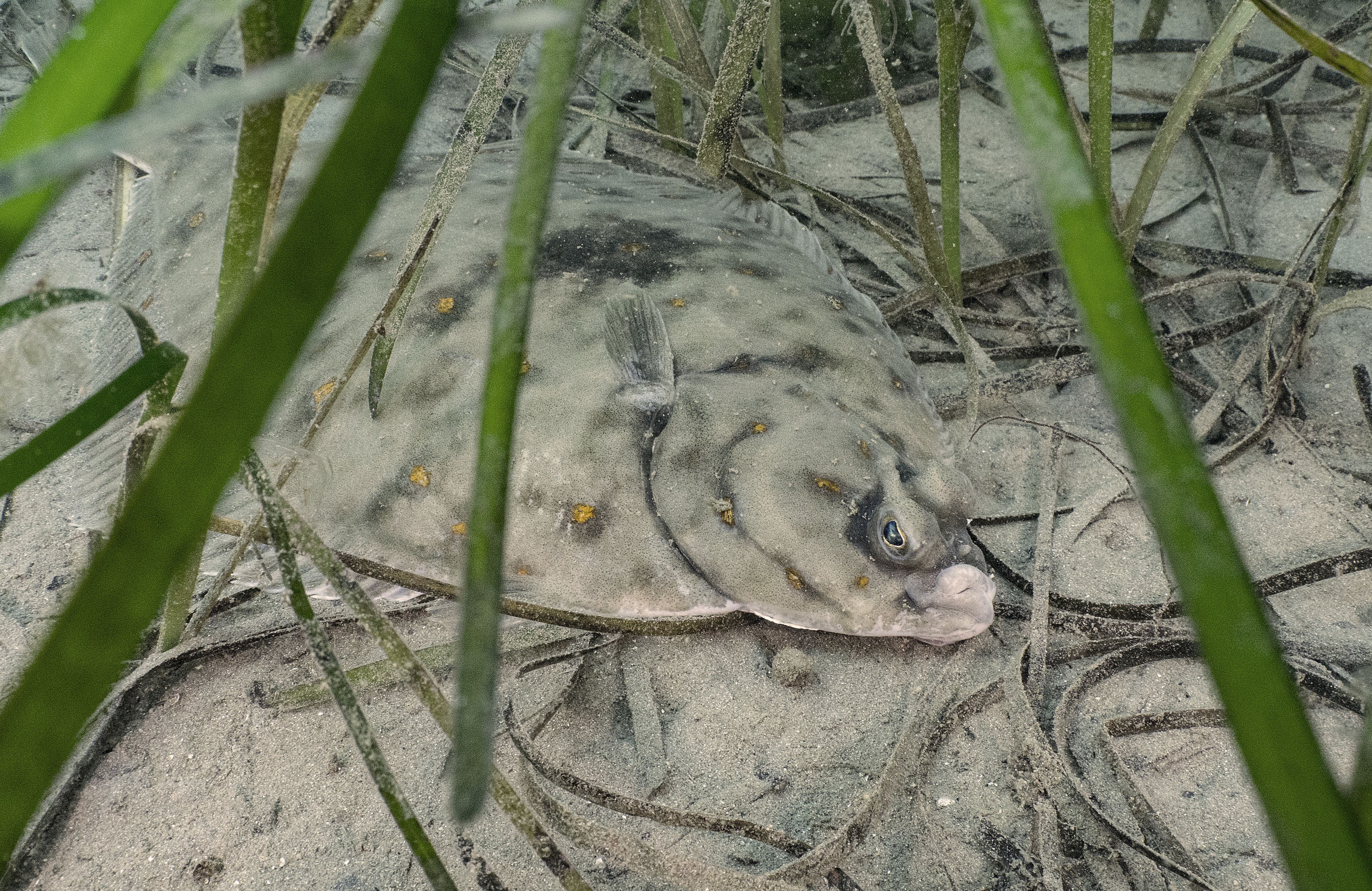 A plaice camouflaged in sand with seagrass fronds around it.
