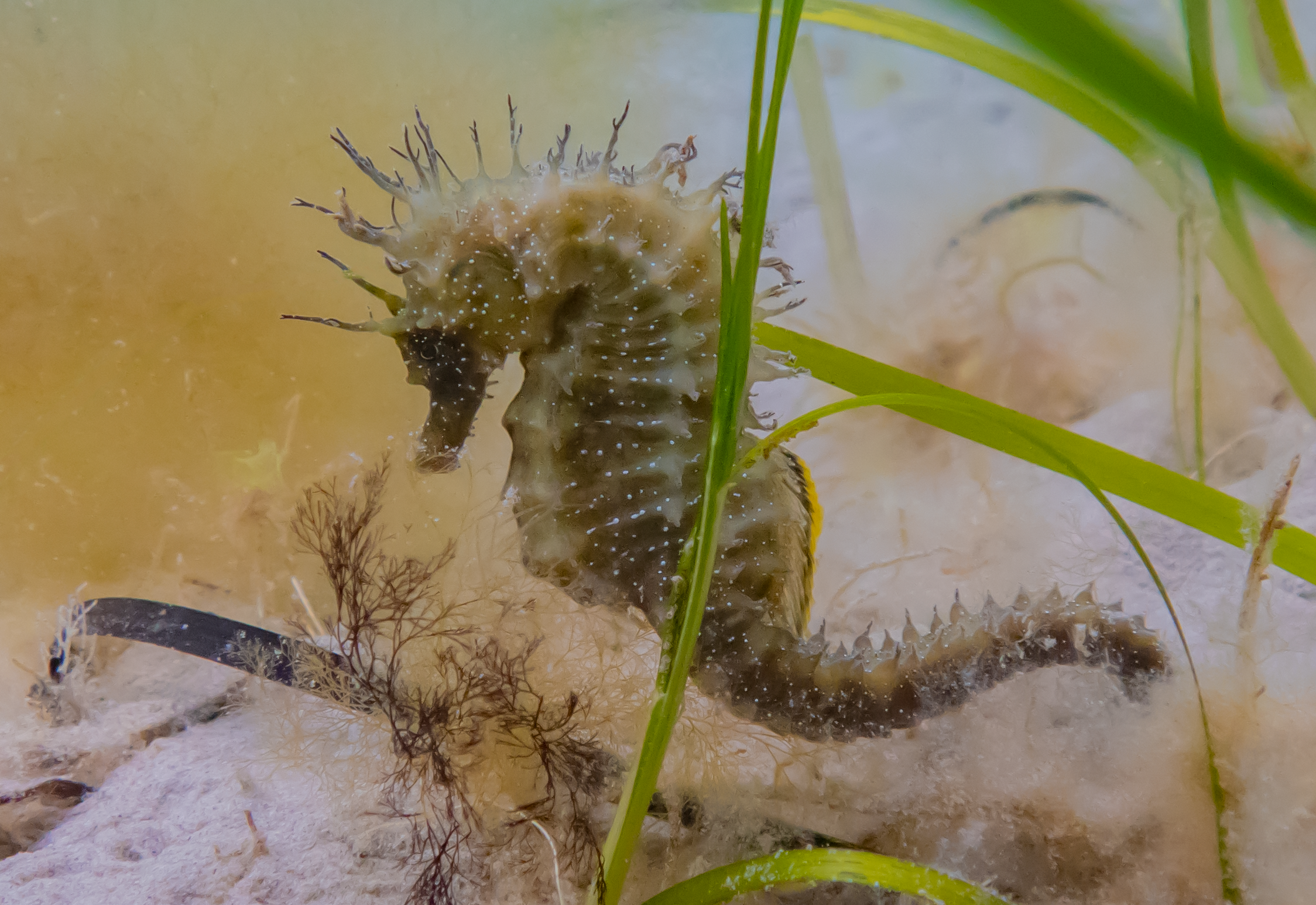 Spiny starfish with seagrass at the side