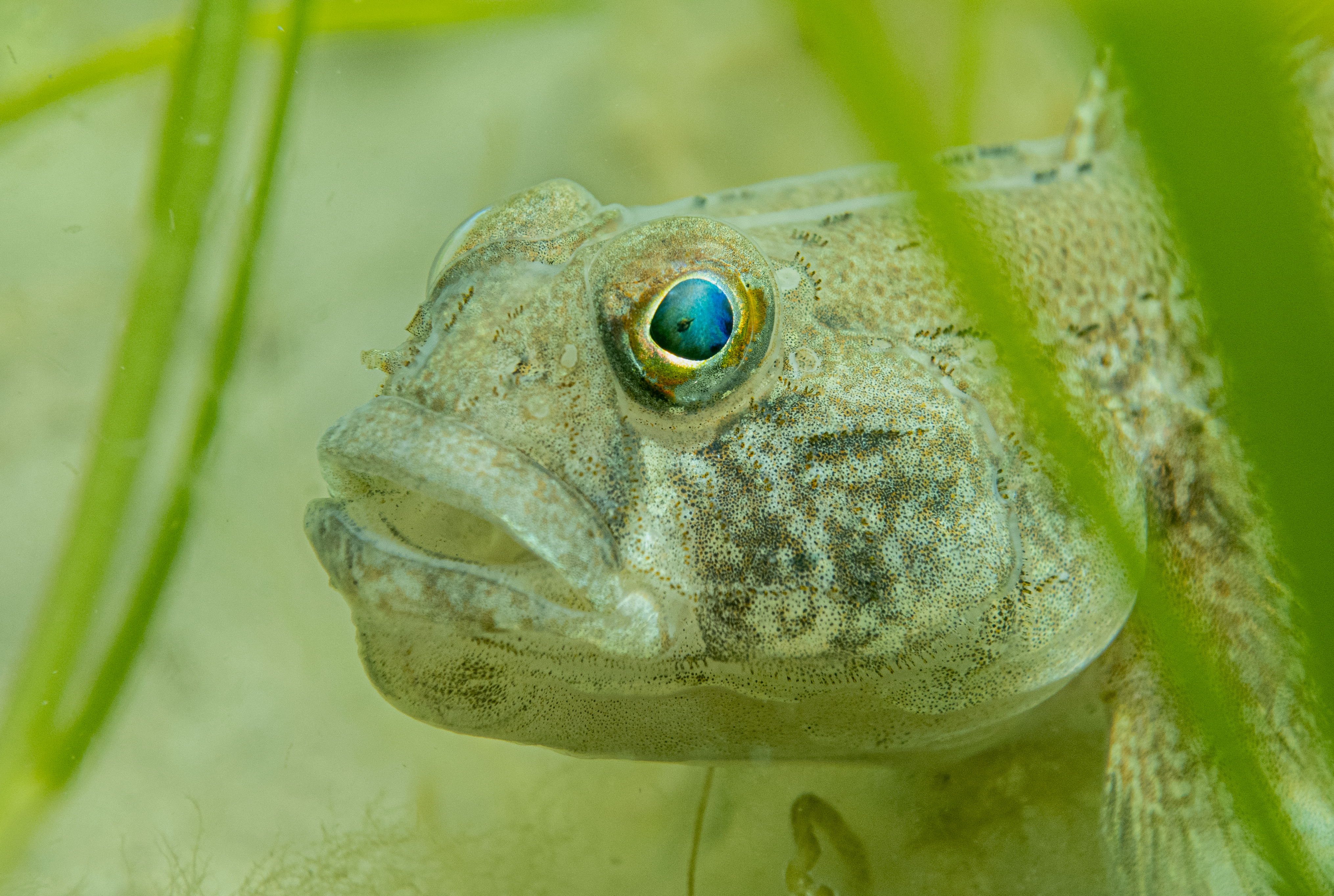 A black goby with his head visible among seagrass fronds