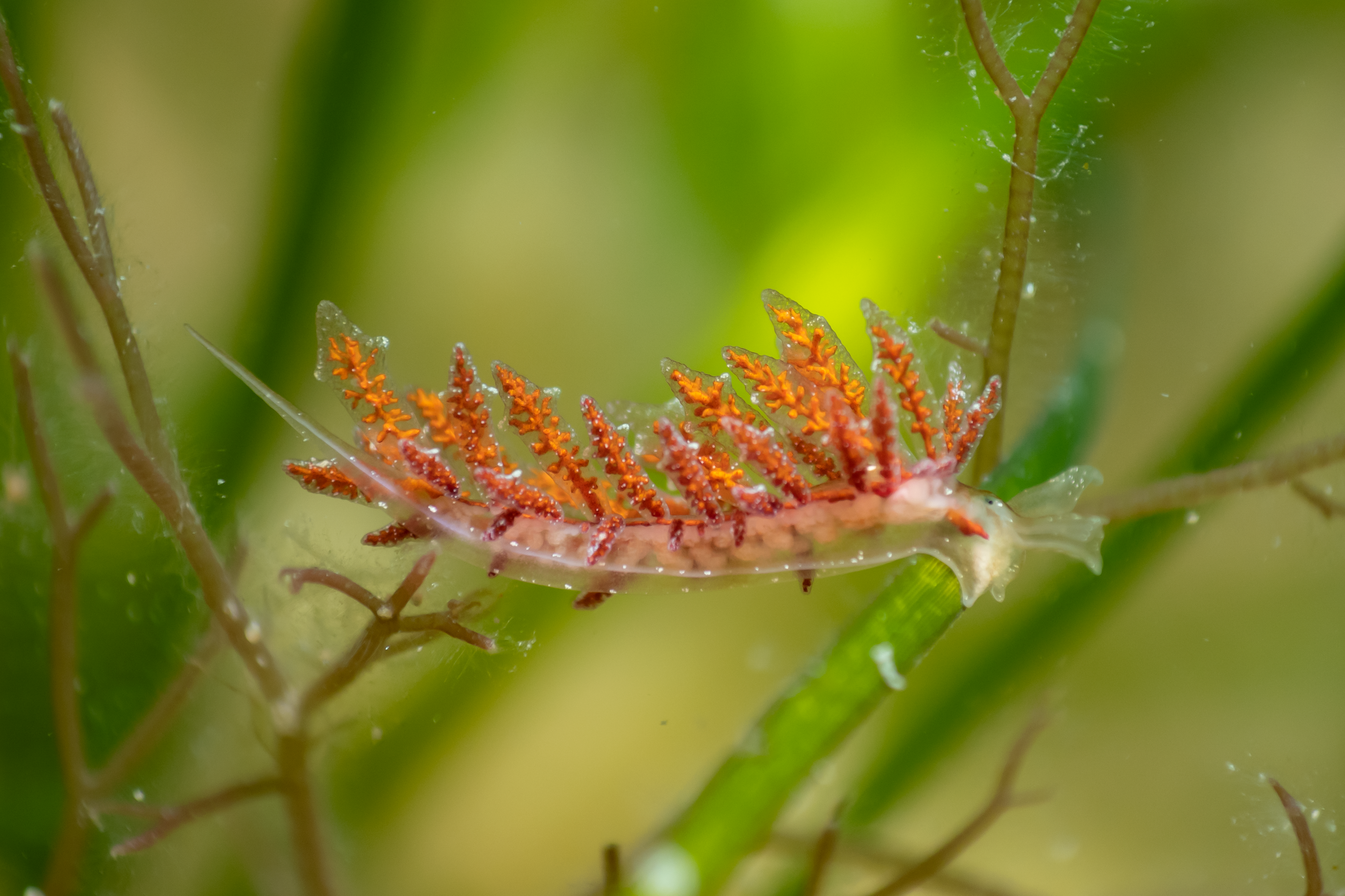 A sap-sucking slug on seagrass