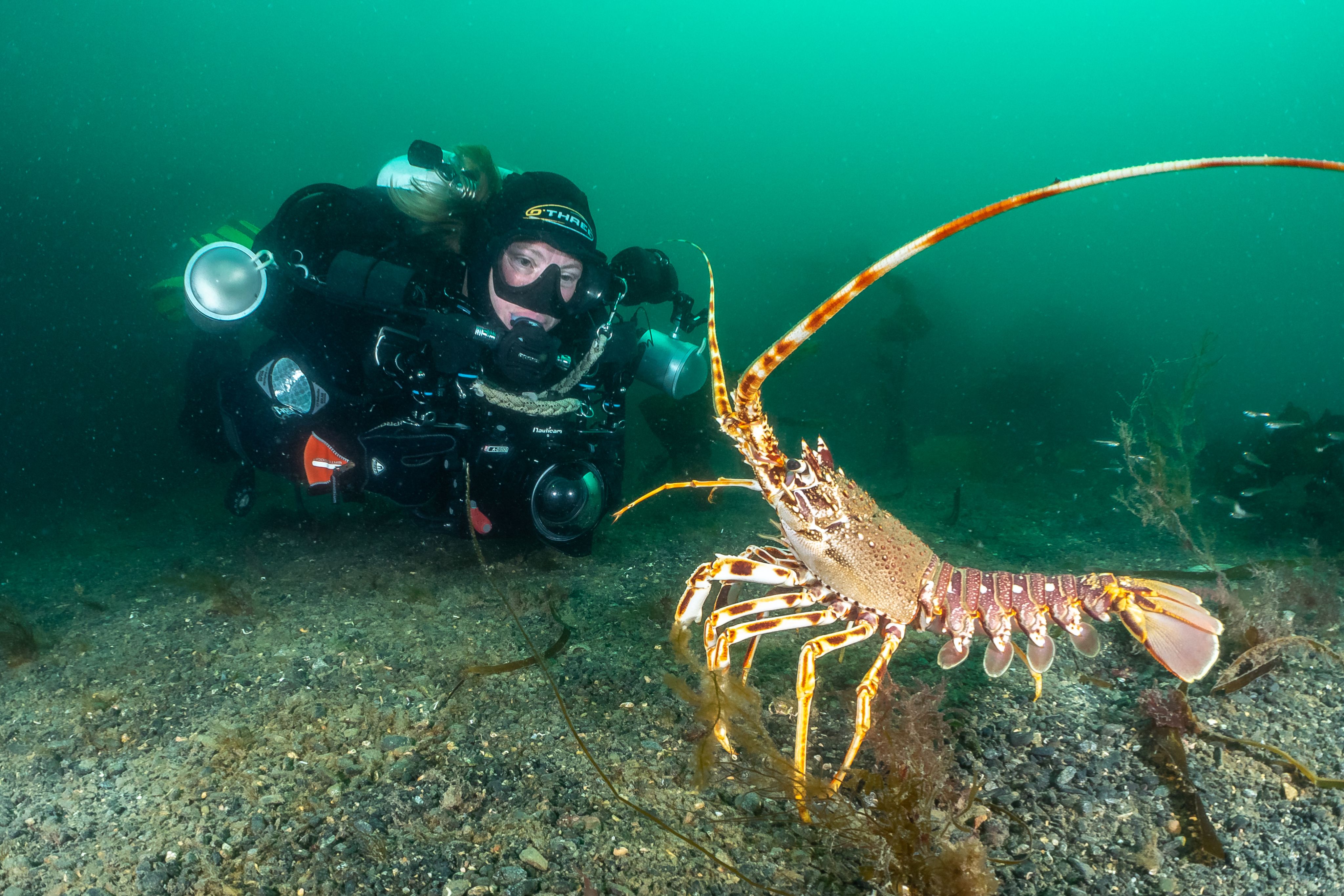 Diver Kirsty Andrews underwater looking at a crawfish