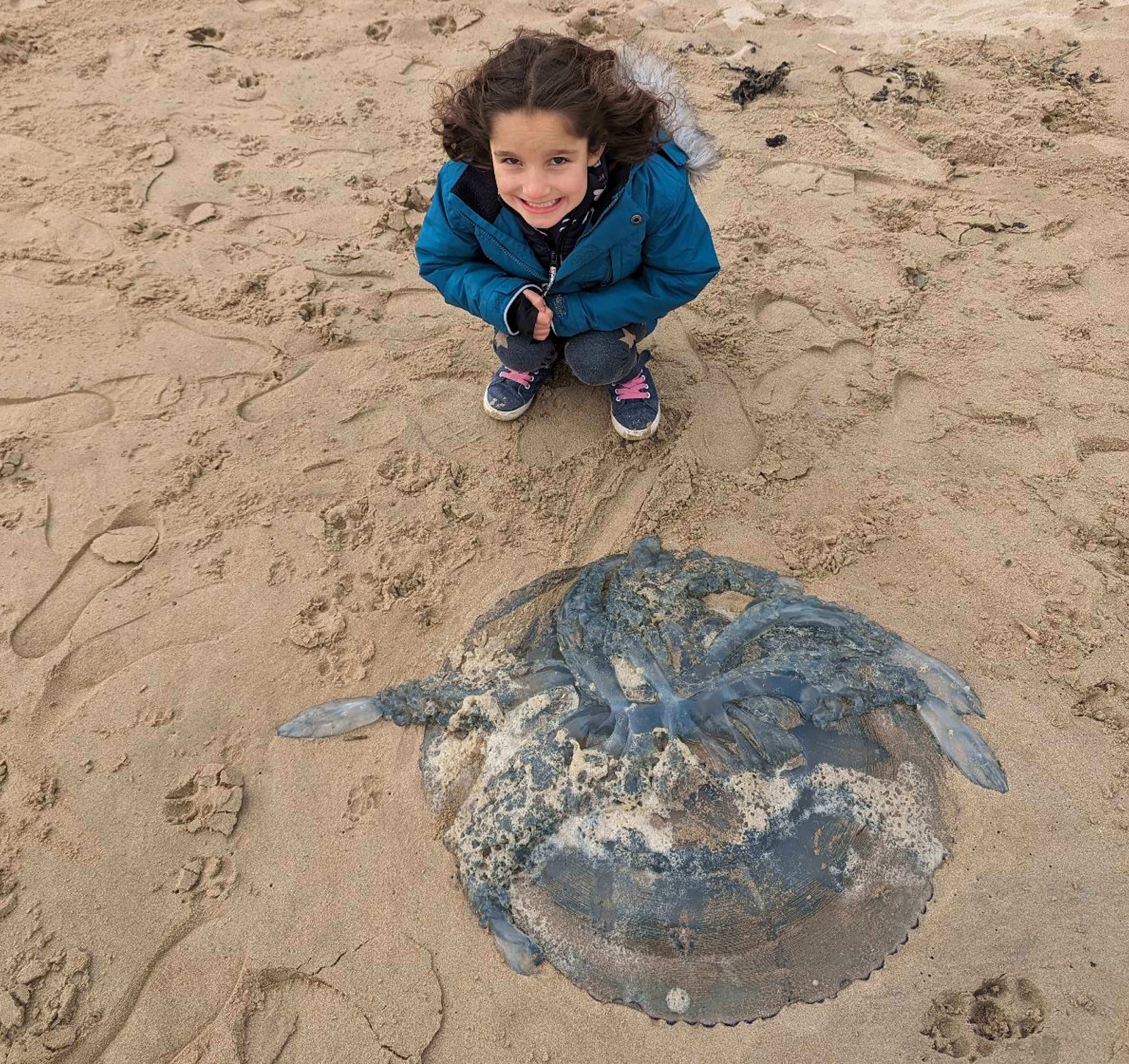 Evie with a barrel jellyfish on a sandy beach 