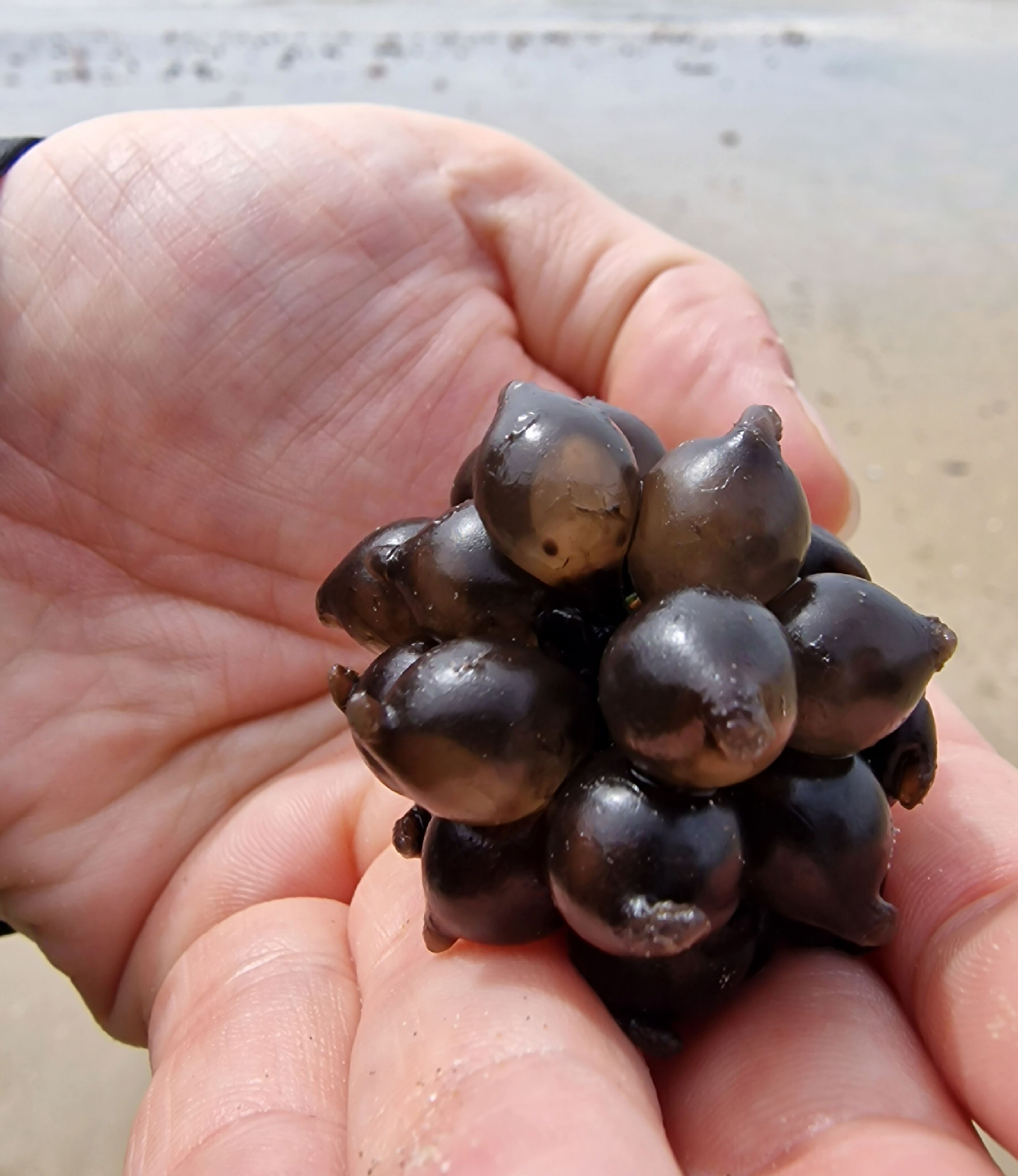 A hand holding cuttlefish eggs
